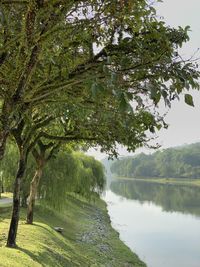 Scenic view of lake by trees