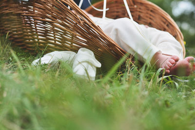 Low section of baby in grass