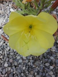 High angle view of yellow flower on pebbles