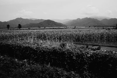field