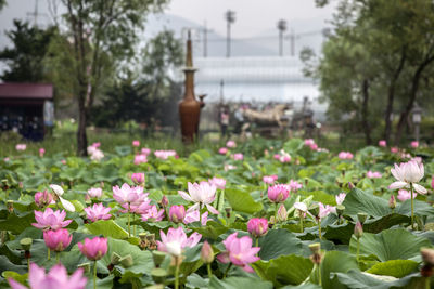 Lotus water lilies blooming at semiwon park