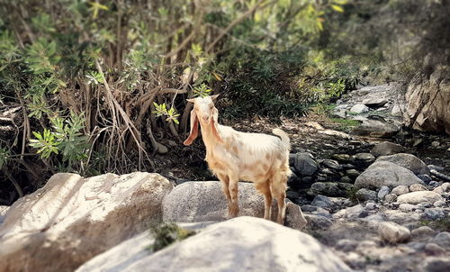 Horse standing on rock against trees