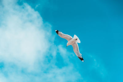 Low angle view of seagull flying