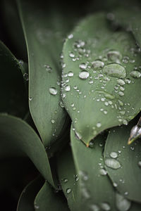 Close up of water droplets on green leaves after a rain.