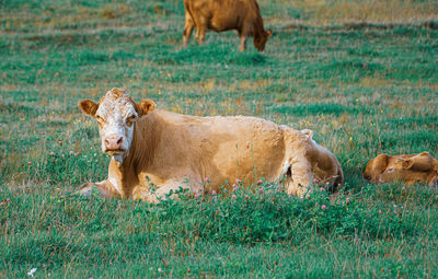 Cows in a field