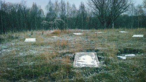 Plants growing on field