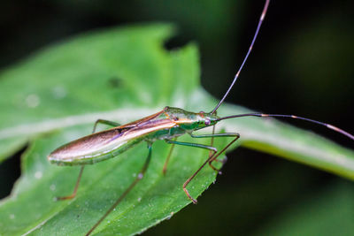 Close-up of insect on leaf