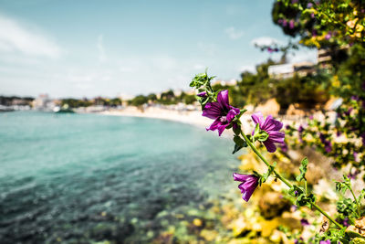 Close-up of purple flowers