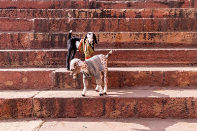 Full length of people on steps against brick wall