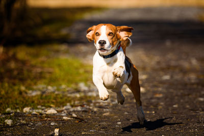 Portrait of beagle dog running