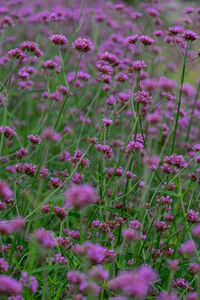Close-up of pink flowering plants on land