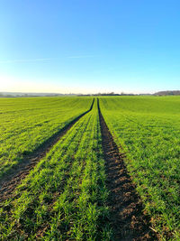 Scenic view of agricultural field against sky