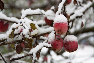 Close-up of frozen fruit tree