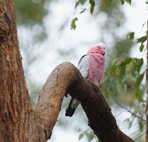 Pink and grey galah bird sitting perched in a eucalyptus gum tree.
