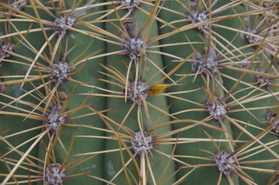 Full frame shot of cactus