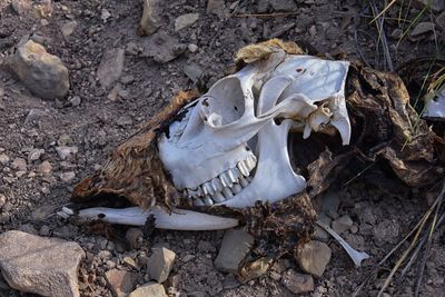 Skeleton of dead white-tailed or mule deer. killed by poachers wasatch front rocky mountains, utah