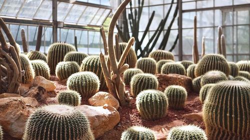 Close-up of cactus plants in greenhouse
