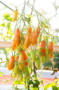 Low angle view of orange fruits on tree