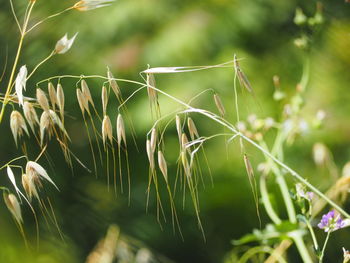 Close-up of grass growing on field