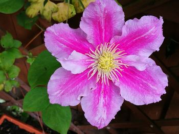 Close-up of pink flower