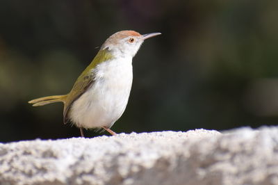Close-up of bird perching