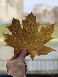 Midsection of person holding maple leaf during autumn