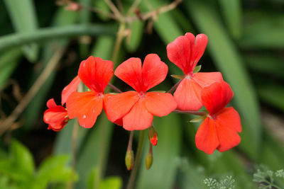 Close-up of red flowers blooming outdoors