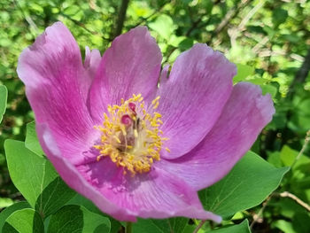 flowering plant