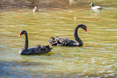 Swans swimming in lake