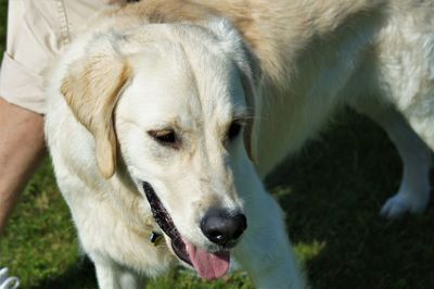 High angle view of dog on field