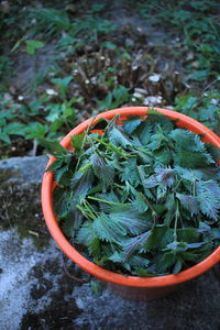 High angle view of vegetables on plant