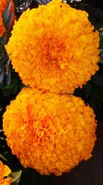 Close-up of marigold blooming outdoors