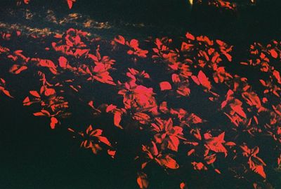 View of koi carps swimming in water