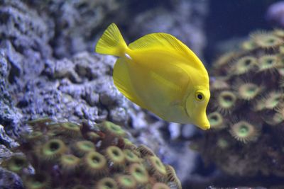 Close-up of yellow fish swimming in sea