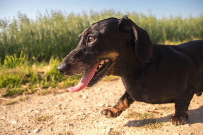 Black dog looking away