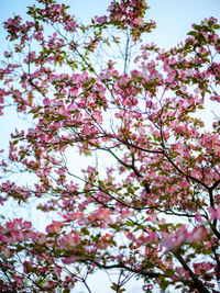 Low angle view of cherry blossoms against sky