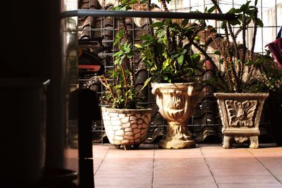 Close-up of potted plant