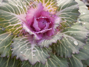 Close-up of passion flower