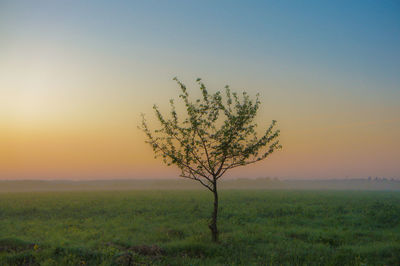 Plant on field against sky during sunset