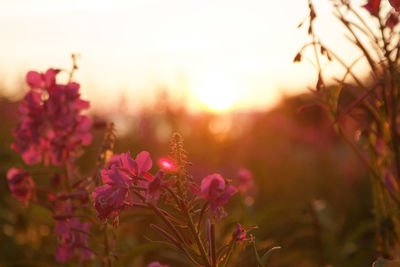 Close-up of pink flowering plants on field against sky