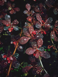 Close-up of raindrops on leaves