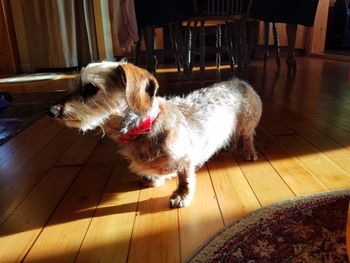 High angle view of dog at home