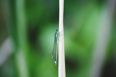 Close-up of dragonfly on grass