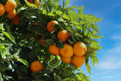 Low angle view of oranges on tree
