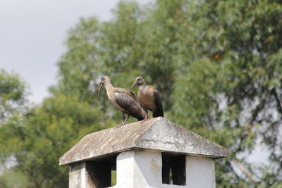 Low angle view of bird perching on roof