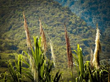 Close-up of wheat growing on field