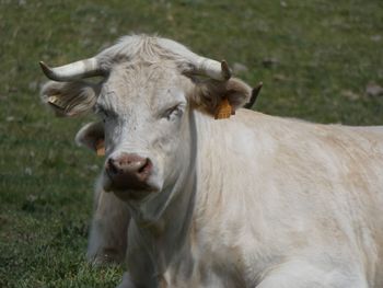 Portrait of cow on field