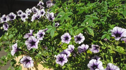 Close-up of purple flowering plants