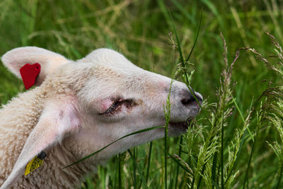 Close-up of a horse on field