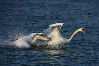 Swan chasing another swan on blue water